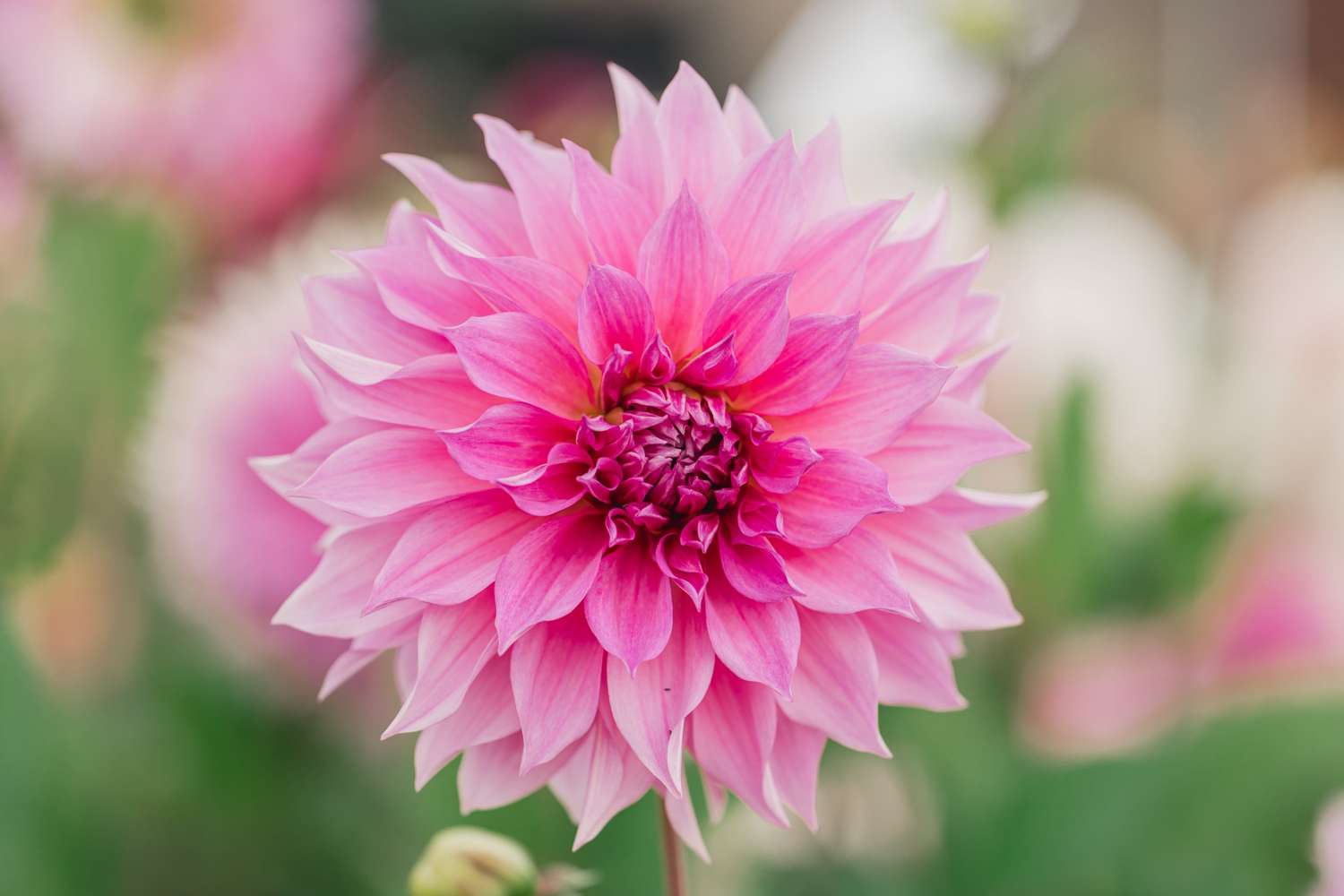 Dahlie 'Café au Lait Rosé'
